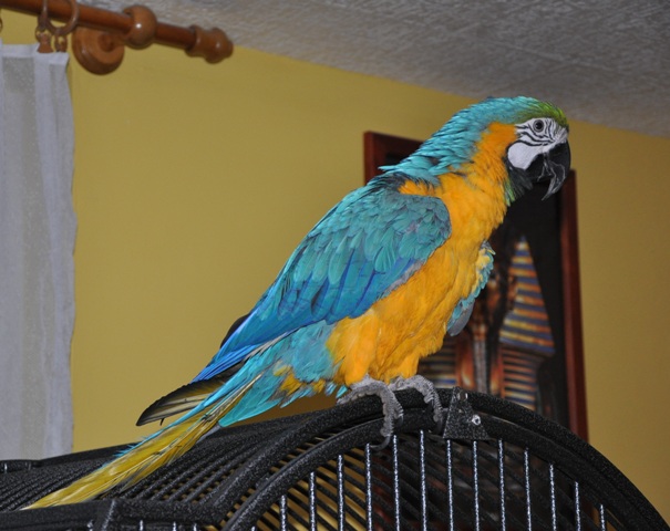 DSC_0239.JPG